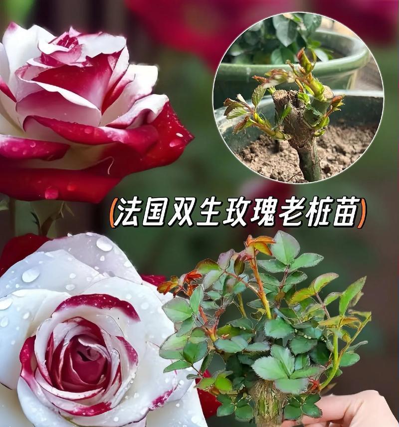 娟子种玫瑰花的种植方法是什么？有哪些特别的技巧？