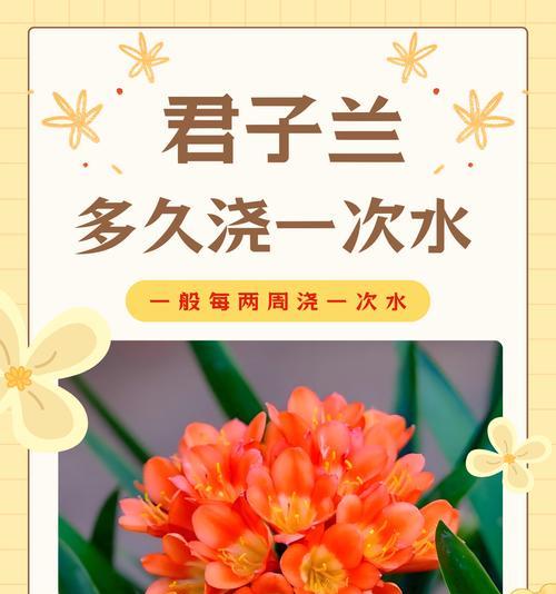 君子兰鲜切花的养护方法是什么？如何延长其观赏期？