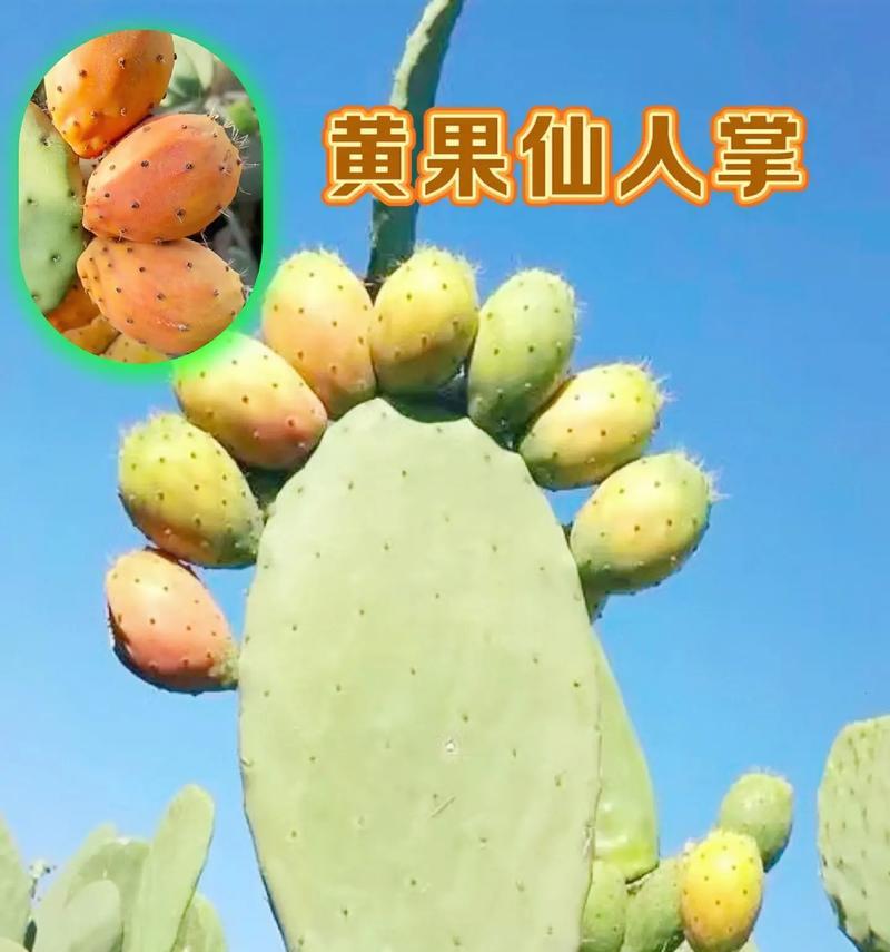 剪的仙人掌怎么栽种好活？有哪些技巧和步骤？