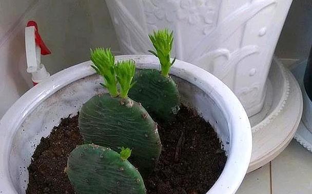 剪的仙人掌怎么栽种好活？有哪些技巧和步骤？