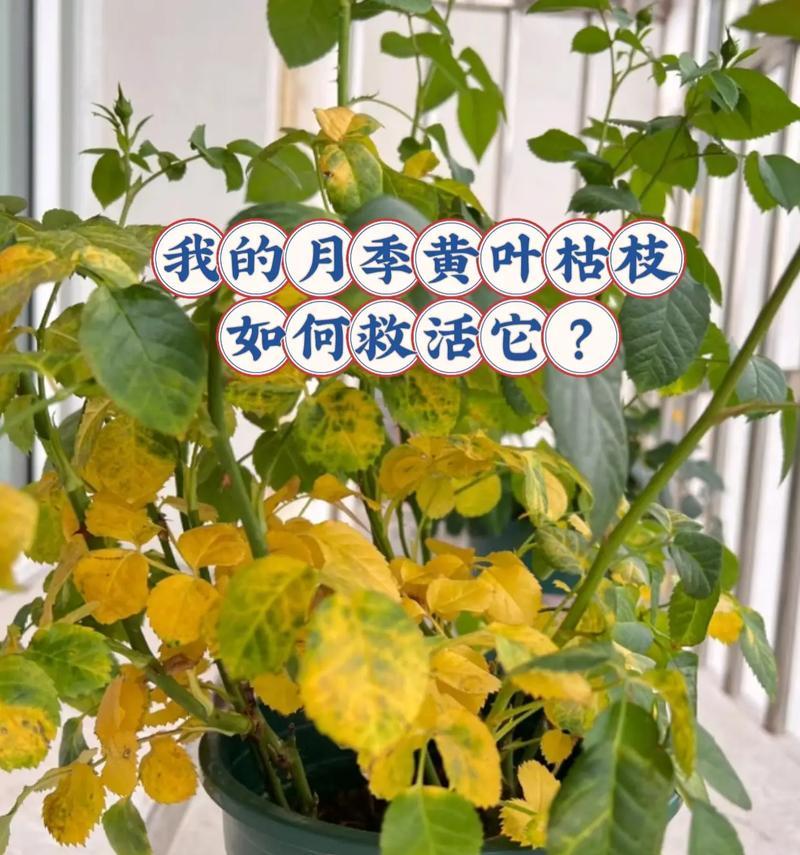 玫瑰花网套的养护方法和注意事项是什么？