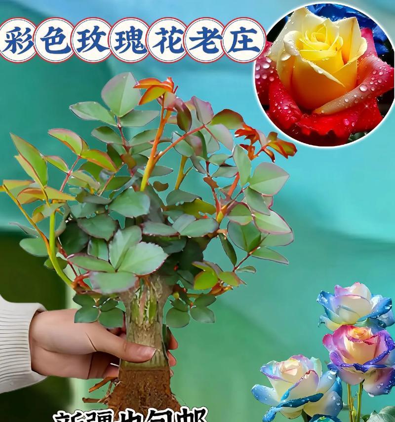 玫瑰花网套的养护方法和注意事项是什么？