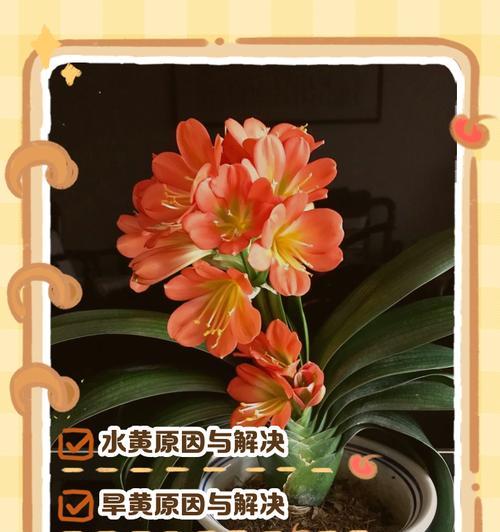 君子兰一次出6片叶子正常吗？需要调整养护吗？