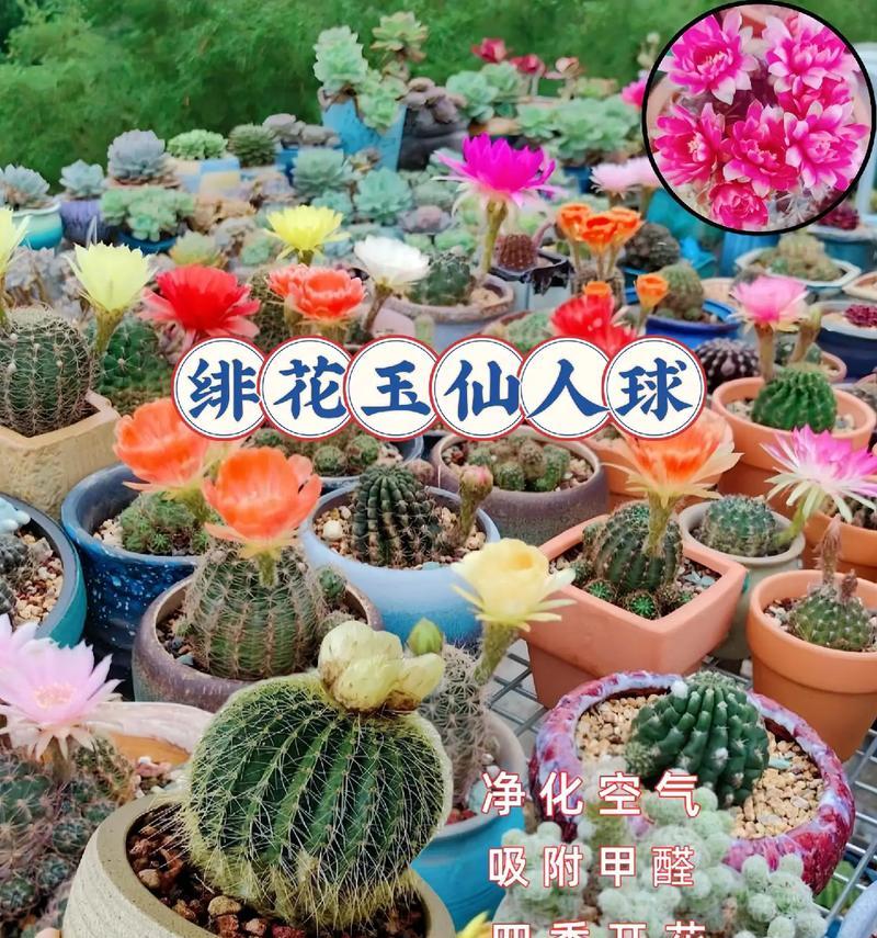 陶瓷蘑菇仙人球如何才能开花？养殖陶瓷蘑菇仙人球的秘诀是什么？
