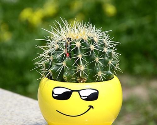 陶瓷蘑菇仙人球如何才能开花？养殖陶瓷蘑菇仙人球的秘诀是什么？