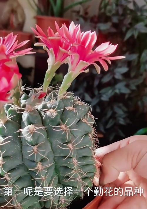 陶瓷蘑菇仙人球如何才能开花？养殖陶瓷蘑菇仙人球的秘诀是什么？
