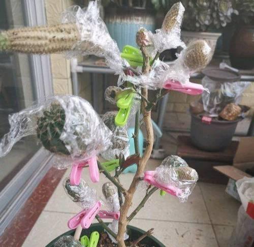 嫁接仙人球对鱼有影响吗？