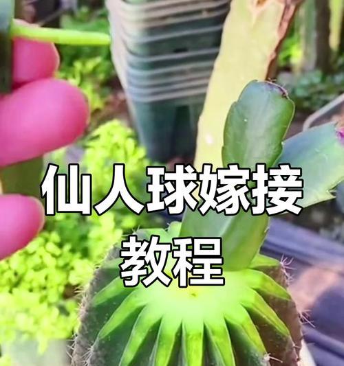 嫁接仙人球对鱼有影响吗？