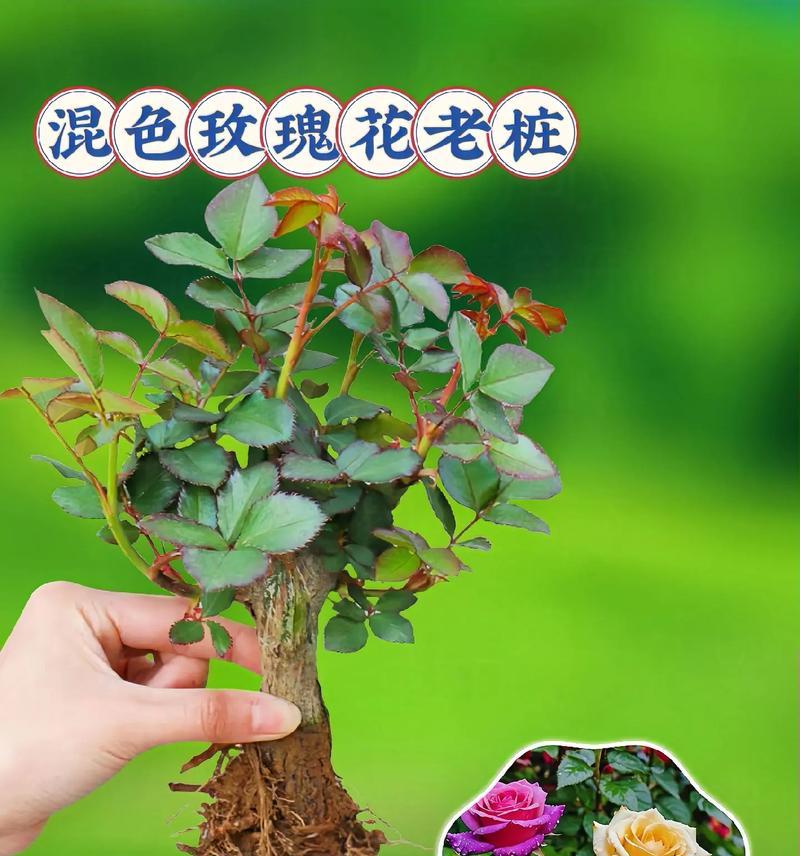 折损的玫瑰花如何进行种植？需要注意什么？