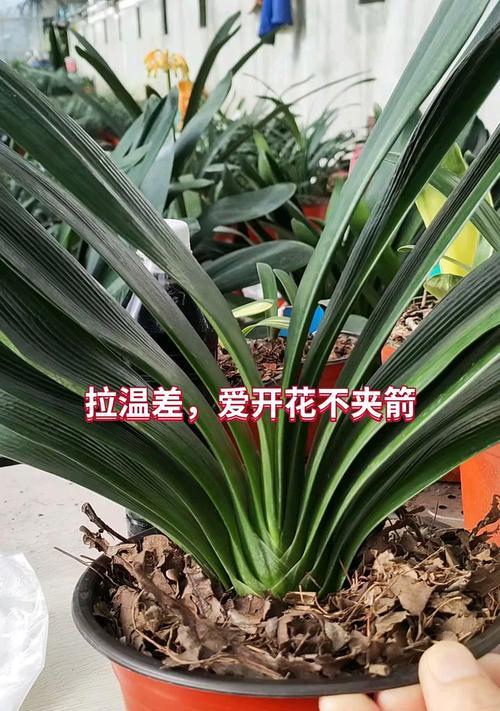 君子兰抽箭开花短小如何解决？有哪些改善措施？
