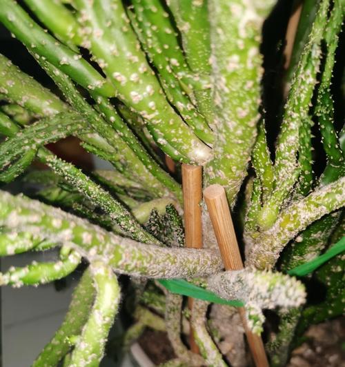 仙人掌枯萎了怎么救？有哪些可能的原因？