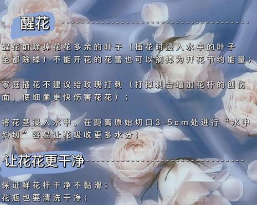黄色花玫瑰花苗的养护要点是什么？如何确保其健康生长？