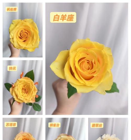 黄色花玫瑰花苗的养护要点是什么？如何确保其健康生长？