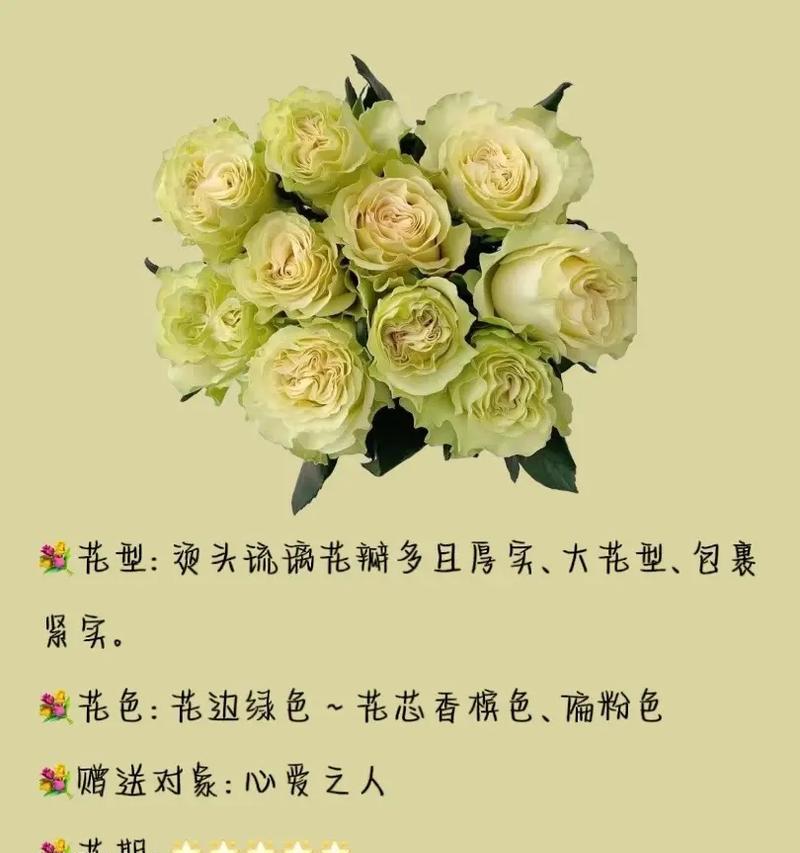粉色玫瑰花的含义是什么？它们在花语中代表什么？