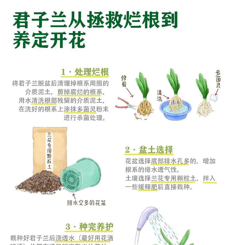 君子兰纯树皮养护需要注意什么？