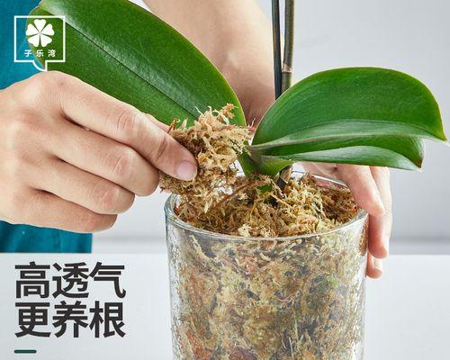 君子兰纯树皮养护需要注意什么？