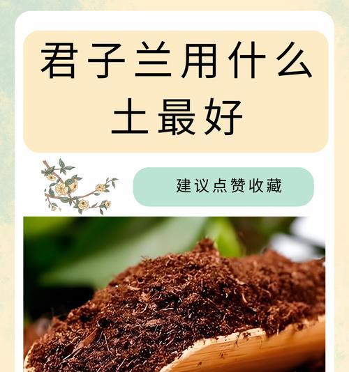 君子兰生新根发芽的秘诀是什么？