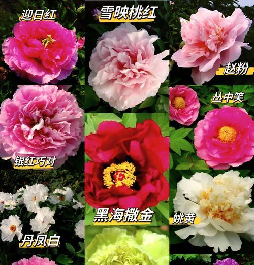 如何挑选红色牡丹花品种？哪些品种值得推荐？