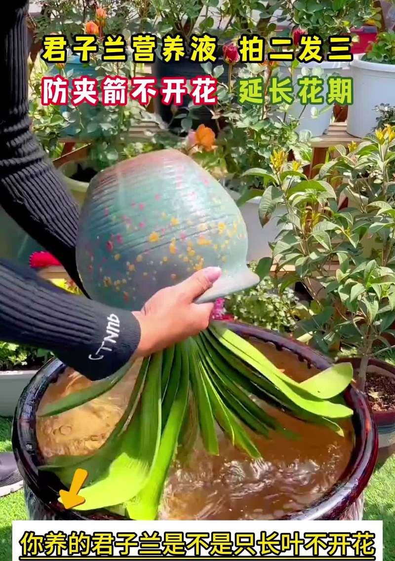 君子兰不开花喷营养液还有用吗？