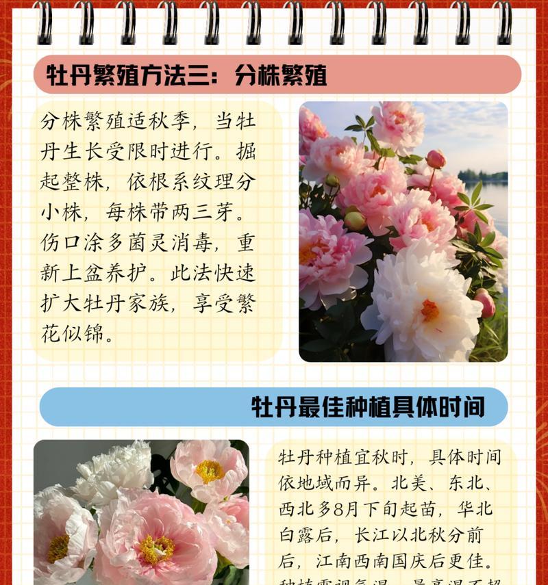 抽中的牡丹花养护需要注意哪些问题？