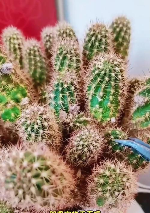 仙人球不开花只长球的原因是什么？