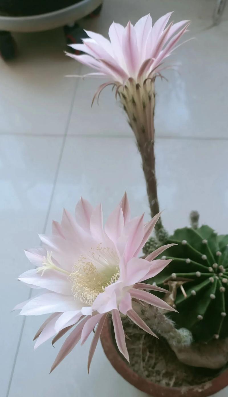 种花养花技巧中仙人球如何养护？仙人球养护的基本方法是什么？