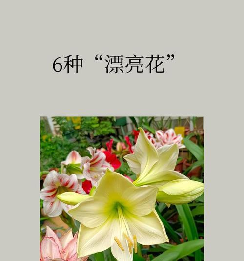 君子兰移栽后需要多久光照？光照时间如何控制？