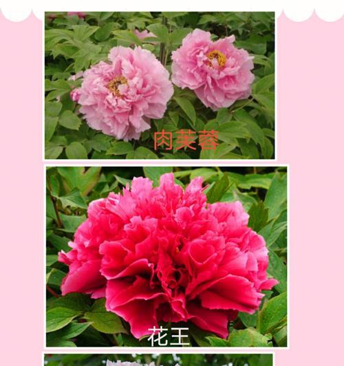 牡丹花枯萎掉叶的时间是什么时候？如何预防？