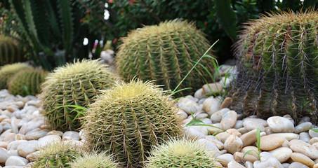 活岩石仙人掌的种植步骤是什么？需要哪些特殊技巧？