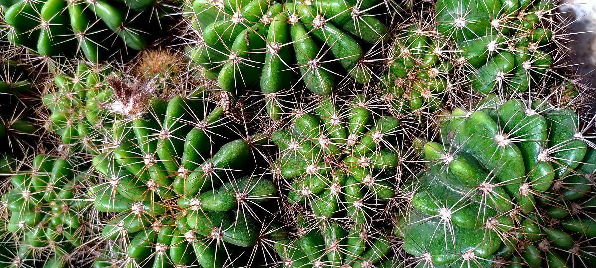 活岩石仙人掌的种植步骤是什么？需要哪些特殊技巧？
