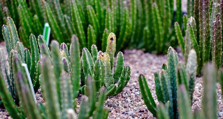 活岩石仙人掌的种植步骤是什么？需要哪些特殊技巧？