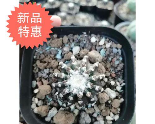 圆盘玉仙人球开花时散发的香味是什么？