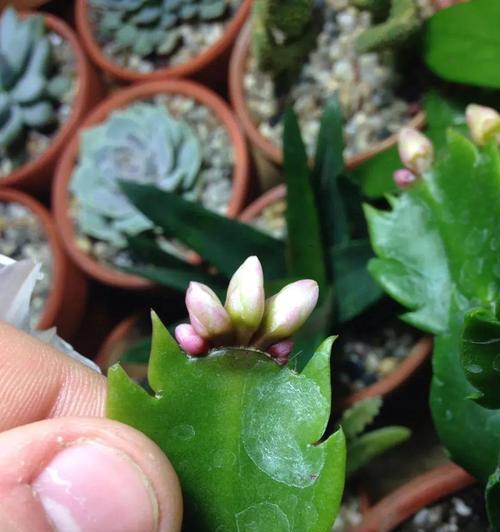 果冻牡丹花只长叶子不开花怎么办？如何促进开花？
