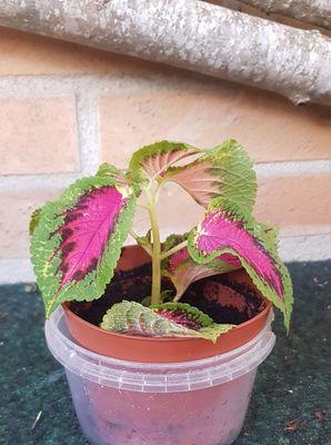 果冻牡丹花只长叶子不开花怎么办？如何促进开花？