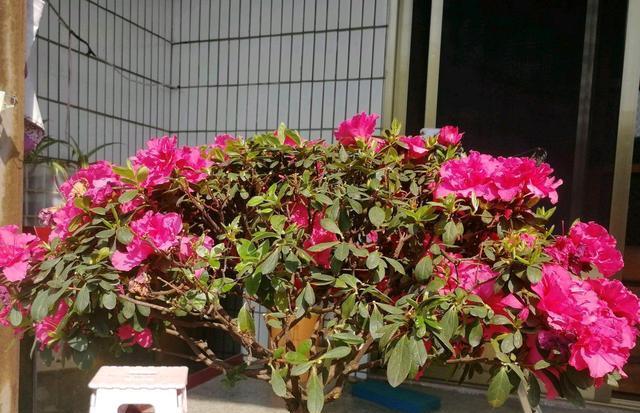果冻牡丹花只长叶子不开花怎么办？如何促进开花？