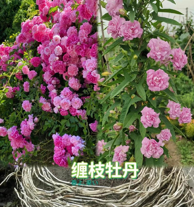 红沙条牡丹花开花需要哪些条件？