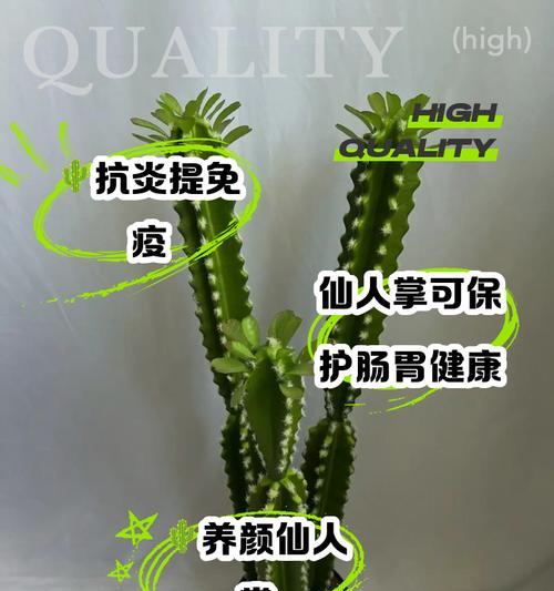 仙人掌虫幼虫的饲养方法和注意事项是什么？