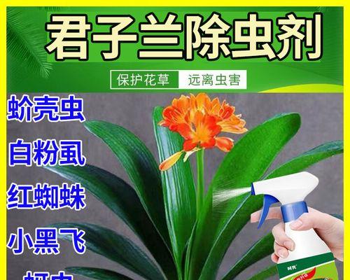 君子兰新叶铁锈黄斑的处理方法是什么？