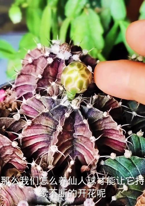 鲸鱼的仙人球开花需要哪些条件？