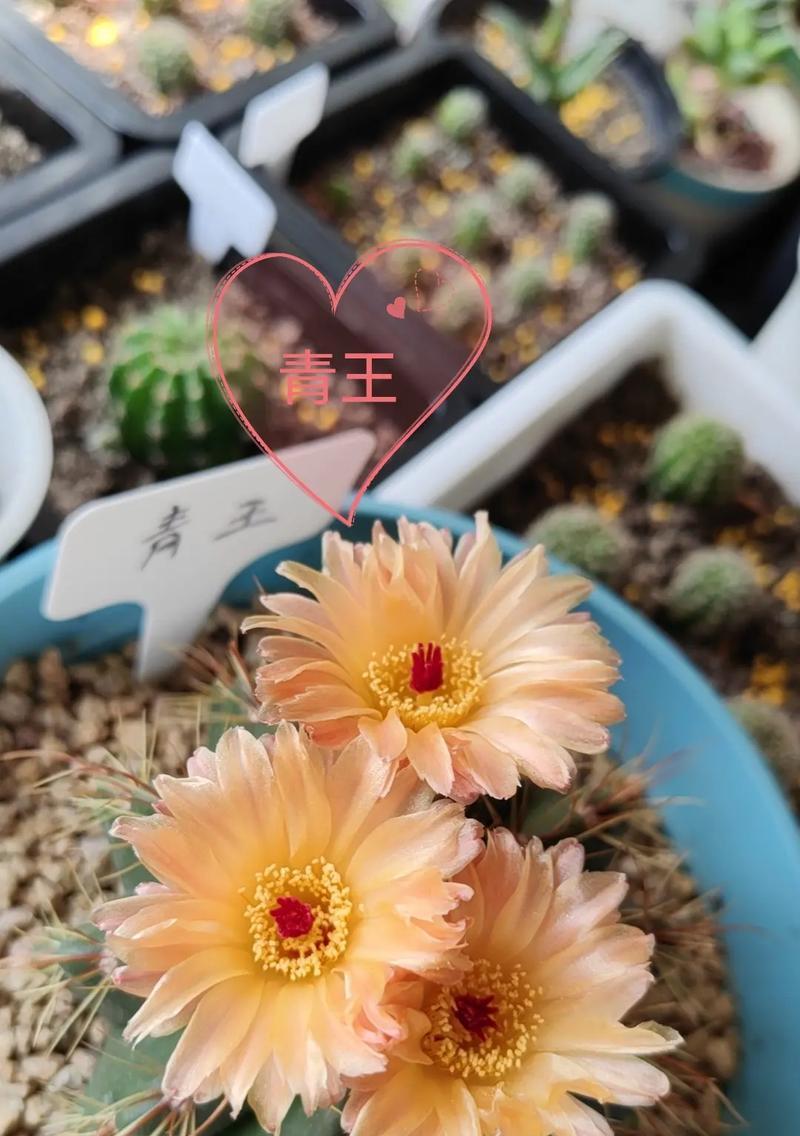 海王仙人球植物的养护要点是什么？有哪些特别的照顾方法？