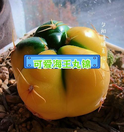 海王仙人球植物的养护要点是什么？有哪些特别的照顾方法？