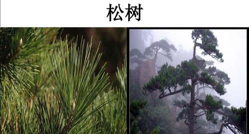 仙人掌叶子融合的技巧是什么？