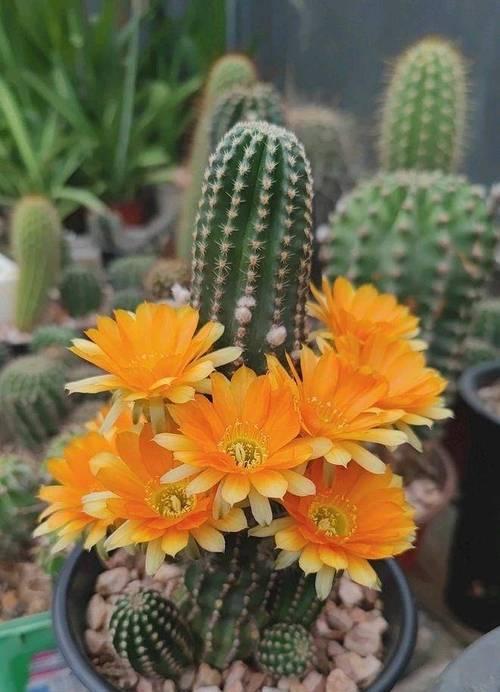 仙人球适合使用哪种类型的花盆？花盆的选择对生长有何影响？