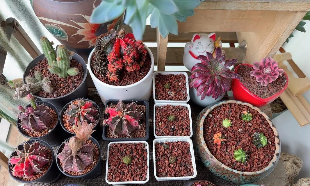 仙人球适合使用哪种类型的花盆？花盆的选择对生长有何影响？
