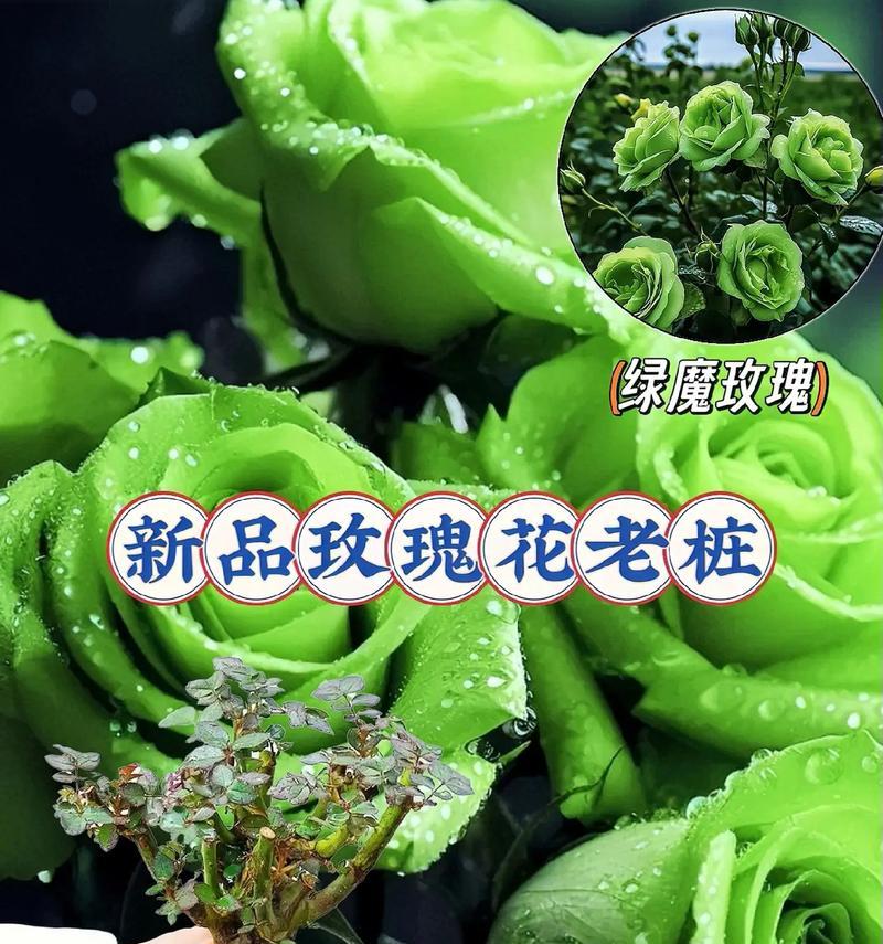 玫瑰花加首字母代表的品种是什么？
