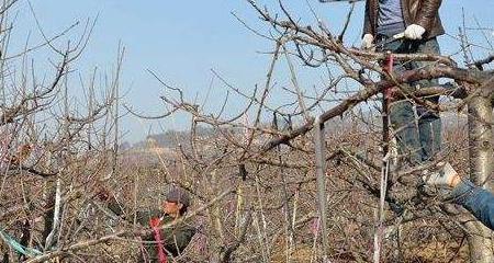 青石山仙人掌修剪的正确方法是什么？修剪后如何保持美观？