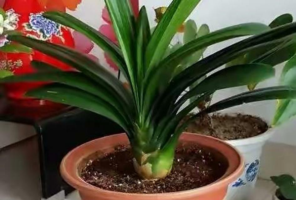 如何高效养护大量君子兰？有哪些特别的管理技巧？