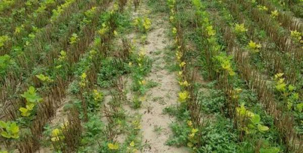 君子兰仅剩芦头如何种植？种植步骤是怎样的？