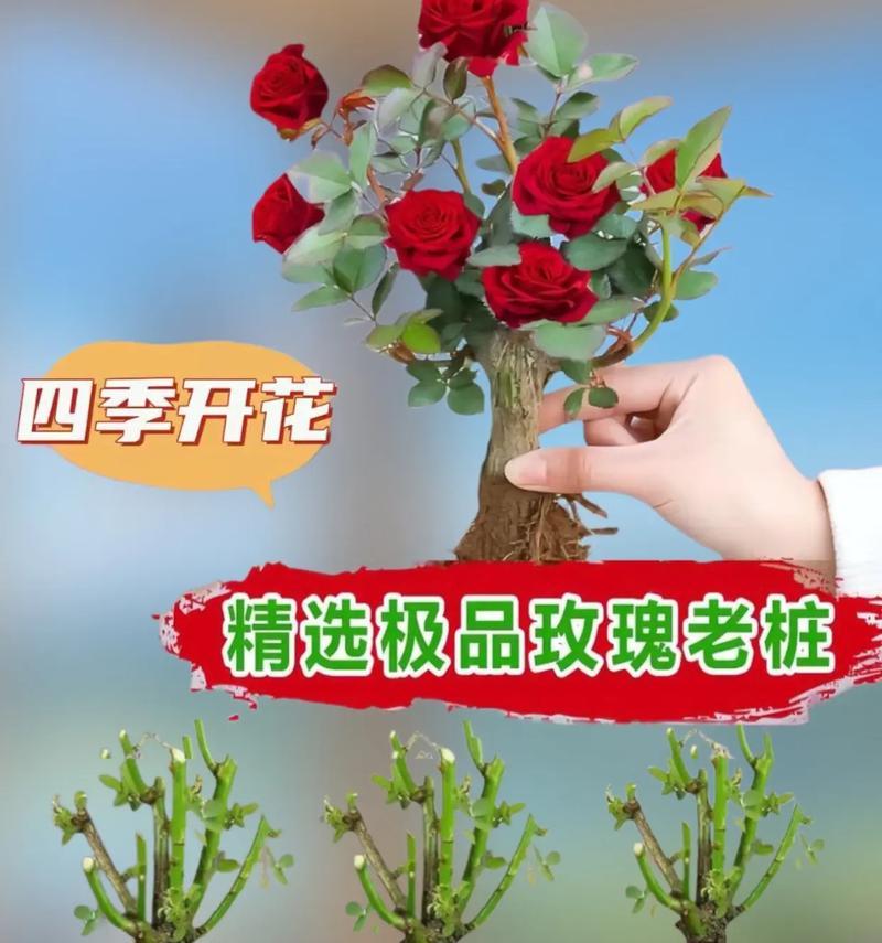 玫瑰花桩发芽后修剪方法是什么？
