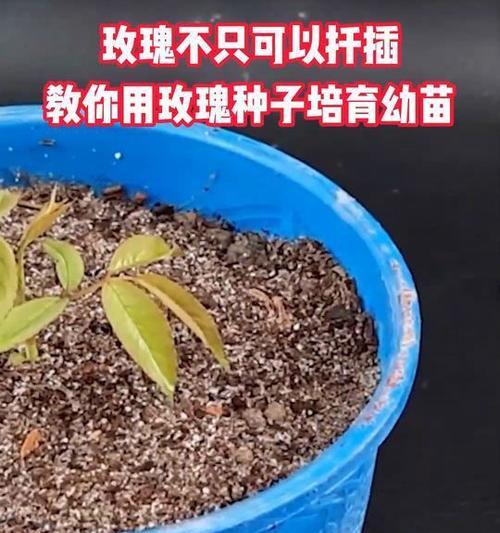 玫瑰花桩发芽后修剪方法是什么？